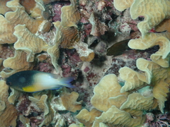 Stegastes partitus