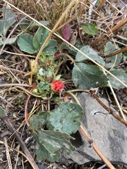 Fragaria virginiana