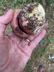 Rubroboletus pulcherrimus