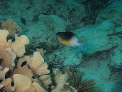 Stegastes partitus