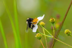Bombus medius