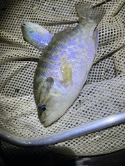 Lepomis gulosus