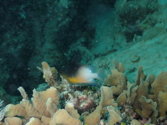 Stegastes partitus