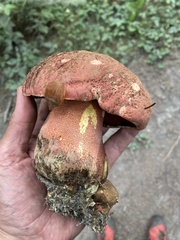 Rubroboletus pulcherrimus