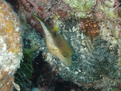 Canthigaster rostrata