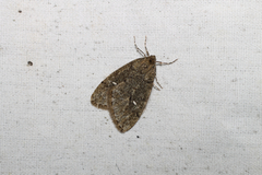 Paleacrita merriccata