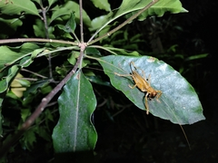 Gryllacrididae
