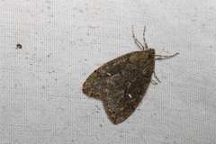 Paleacrita merriccata