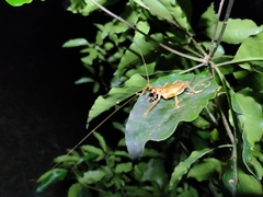Gryllacrididae