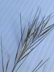 Aristida desmantha