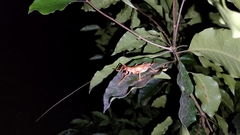 Gryllacrididae