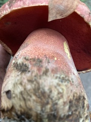 Rubroboletus pulcherrimus