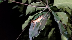 Gryllacrididae