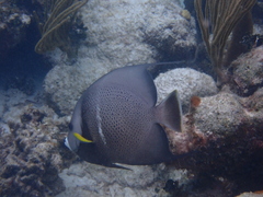 Pomacanthus arcuatus