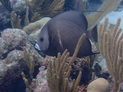Pomacanthus arcuatus