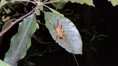 Gryllacrididae