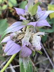 Monarda viridissima