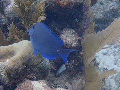 Acanthurus coeruleus