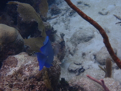 Acanthurus coeruleus
