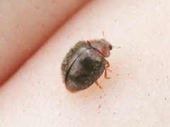 Rhyzobius lophanthae