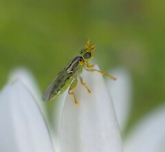 Meromyza