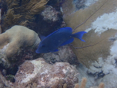 Acanthurus coeruleus