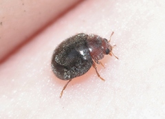 Rhyzobius lophanthae