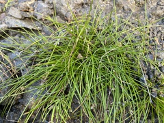 Isolepis cernua