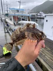 Hemilepidotus hemilepidotus