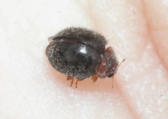 Rhyzobius lophanthae