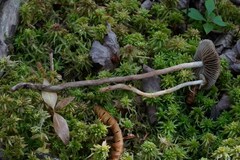 Phaeonematoloma myosotis