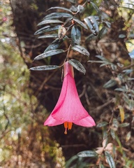 Philesia magellanica