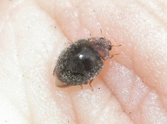 Rhyzobius lophanthae