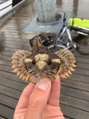 Hemilepidotus hemilepidotus