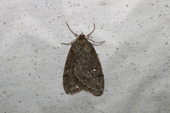 Paleacrita merriccata