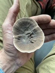 Hydnellum concrescens