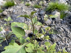 Solanum nigrum