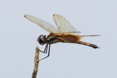 Tramea darwini