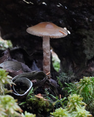 Phaeonematoloma myosotis