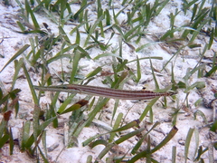 Aulostomus maculatus