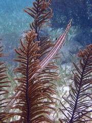 Aulostomus maculatus