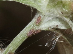 Acyrthosiphon bidenticola