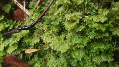 Trichocolea tomentella