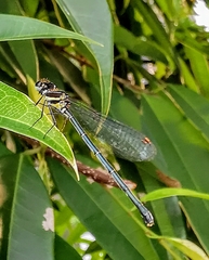 Onychargia atrocyana