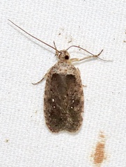 Agonopterix argillacea