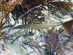 Aulostomus maculatus