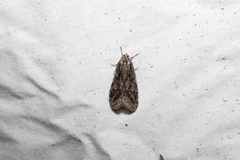 Semioscopis