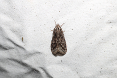 Semioscopis
