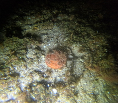 Placopecten magellanicus