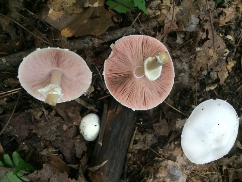 Agaricus butyreburneus image